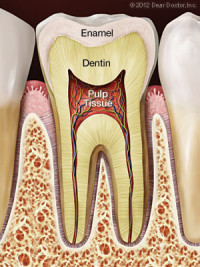 6684186c74b021d34b0a1fe5 healthy tooth2 e1447176620152