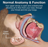 6684186c74b021d34b0a1fed normal anatomy1 e1447178839608